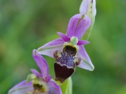 Ophrys_scolopax_Oseja_de_Sajambre_Picos_de_Europa-min